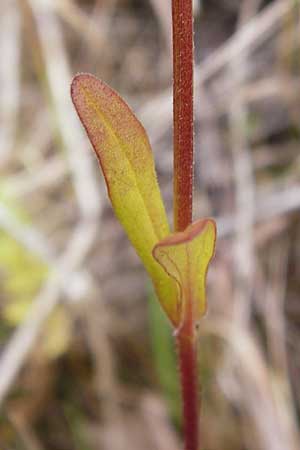 Valerianella dentata \ Gezhnter Feld-Salat / Narrowfruit Corn Salad, D Gladenbach 5.7.2014