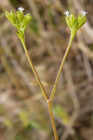 Valerianella dentata \ Gezhnter Feld-Salat / Narrowfruit Corn Salad, D Gladenbach 5.7.2014
