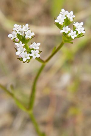 Valerianella dentata, Gezähnter Feld-Salat Valerianella dentata, Gezähnter Feld-Salat