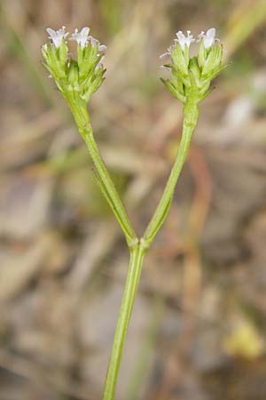 Valerianella dentata \ Gezhnter Feld-Salat / Narrowfruit Corn Salad, D Gladenbach 5.7.2014