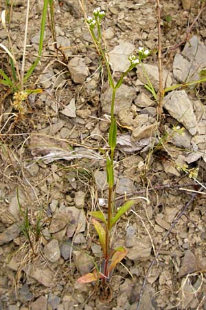 Valerianella dentata \ Gezhnter Feld-Salat / Narrowfruit Corn Salad, D Gladenbach 5.7.2014