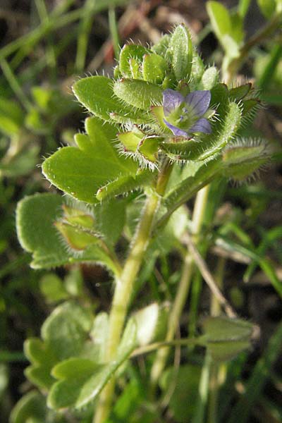 Veronica hederifolia subsp. hederifolia, Ivy-Leaved Speedwell Veronica hederifolia subsp. hederifolia, Ivy-Leaved Speedwell