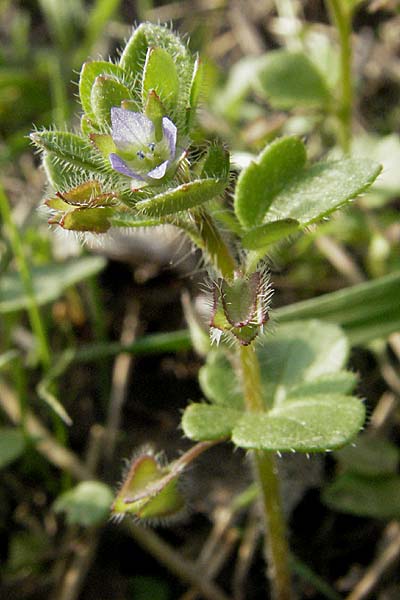 Veronica hederifolia subsp. hederifolia \ Efeublttriger Ehrenpreis / Ivy-Leaved Speedwell, D Mannheim 19.4.2006