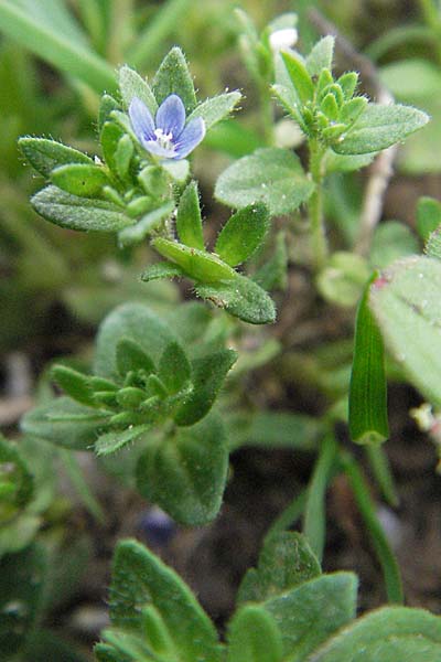 Veronica arvensis, Wall Speedwell Veronica arvensis, Wall Speedwell
