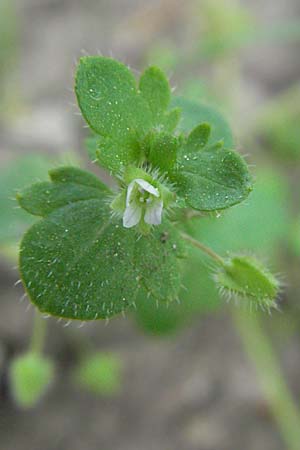 Veronica hederifolia subsp. lucorum \ Hain-Efeu-Ehrenpreis, Hecken-Ehrenpreis / Ivy-Leaved Speedwell, D Schwetzingen 4.5.2006