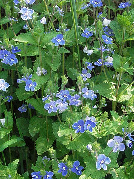 Veronica chamaedrys \ Gamander-Ehrenpreis / Germander Speedwell, D Bruchsal 7.5.2006