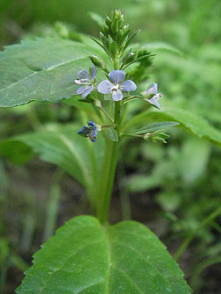 Veronica beccabunga \ Bachbunge / Brooklime, D Odenwald, Unterabtsteinach 20.5.2006