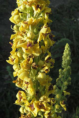 Verbascum nigrum \ Dunkle Knigskerze, Schwarze Knigskerze / Dark Mullein, D Ladenburg 21.6.2006