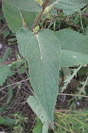 Verbascum nigrum \ Dunkle Knigskerze, Schwarze Knigskerze / Dark Mullein, D Ladenburg 21.6.2006