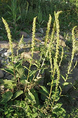 Verbascum nigrum \ Dunkle Knigskerze, Schwarze Knigskerze / Dark Mullein, D Ladenburg 21.6.2006