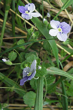 Veronica filiformis \ Faden-Ehrenpreis / Slender Speedwell, D Odenwald, Fürth 25.6.2006
