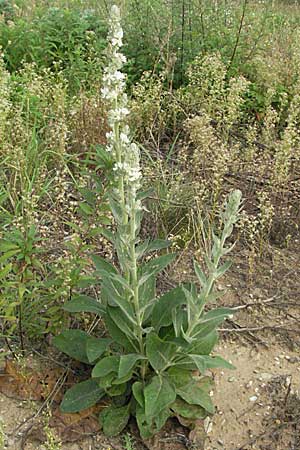 Verbascum lychnitis \ Mehlige Knigskerze / White Mullein, D Mannheim 16.9.2006