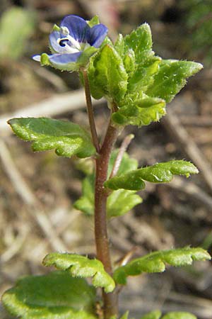 Veronica polita \ Glnzender Ehrenpreis / Grey Field-Speedwell, D Waghäusel 7.4.2007