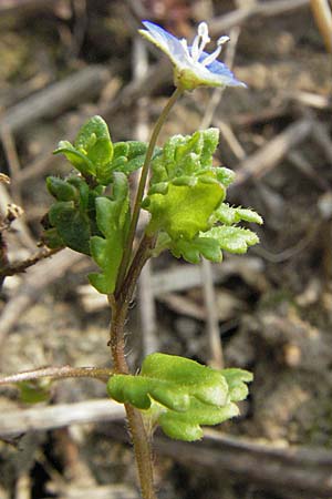 Veronica polita \ Glnzender Ehrenpreis / Grey Field-Speedwell, D Waghäusel 7.4.2007