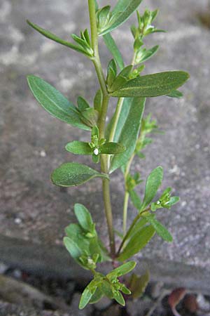 Veronica peregrina \ Fremder Ehrenpreis / American Speedwell, D Weinheim an der Bergstraße 20.4.2007