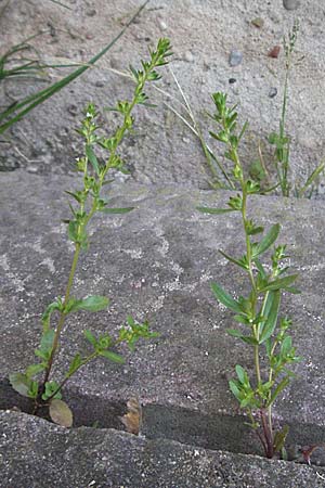 Veronica peregrina \ Fremder Ehrenpreis / American Speedwell, D Weinheim an der Bergstraße 20.4.2007