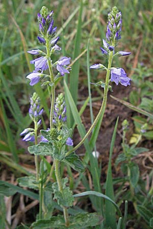 Veronica teucrium \ Groer Ehrenpreis / Large Speedwell, D Weinheim an der Bergstraße 8.5.2007