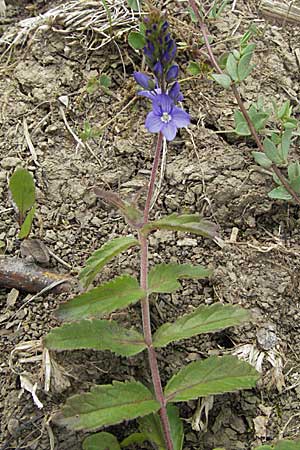 Veronica prostrata subsp. scheereri \ Scheerers Ehrenpreis / Scheerer's Speedwell, D Buchen 7.7.2007