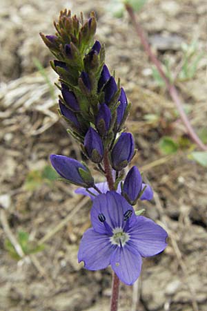 Veronica prostrata subsp. scheereri \ Scheerers Ehrenpreis / Scheerer's Speedwell, D Buchen 7.7.2007