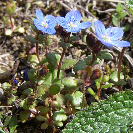 Veronica praecox \ Frher Ehrenpreis / Breckland Speedwell, D Rheinhessen, Flonheim 30.3.2008