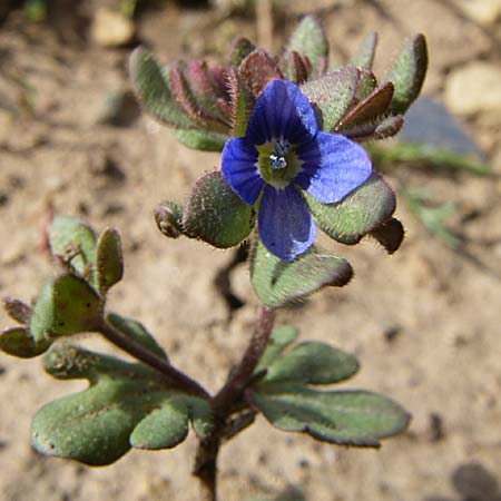 Veronica triphyllos \ Dreiteiliger Ehrenpreis, Finger-Ehrenpreis / Fingered Speedwell, D Rheinhessen, Flonheim 30.3.2008