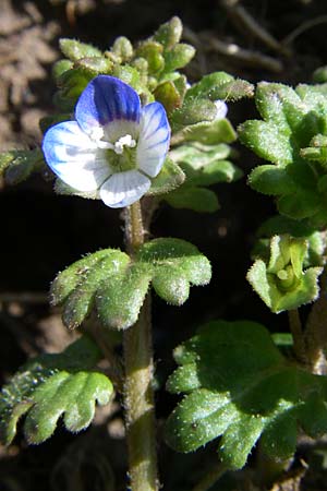Veronica polita \ Glnzender Ehrenpreis / Grey Field-Speedwell, D Rheinhessen, Flonheim 30.3.2008