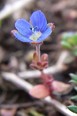 Veronica triphyllos \ Dreiteiliger Ehrenpreis, Finger-Ehrenpreis / Fingered Speedwell, D Rheinhessen, Frei-Laubersheim 5.4.2008
