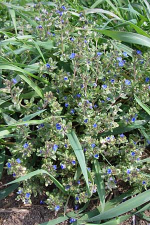 Veronica triphyllos \ Dreiteiliger Ehrenpreis, Finger-Ehrenpreis / Fingered Speedwell, D Oftersheim 12.4.2008