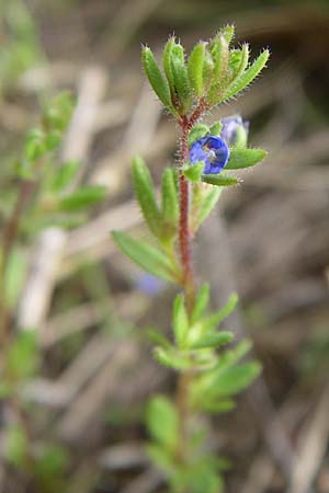 Veronica dillenii \ Dillenius-Ehrenpreis / Dillenius' Speedwell, D Rheinhessen, Frei-Laubersheim 26.4.2008