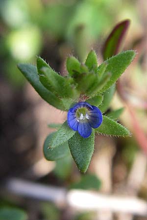Veronica dillenii \ Dillenius-Ehrenpreis / Dillenius' Speedwell, D Rheinhessen, Frei-Laubersheim 26.4.2008