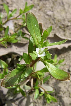 Veronica peregrina \ Fremder Ehrenpreis / American Speedwell, D Karlsruhe 2.5.2008