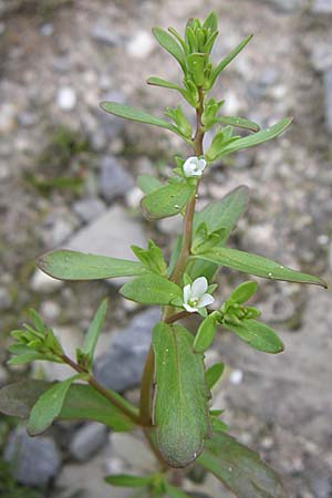 Veronica peregrina \ Fremder Ehrenpreis / American Speedwell, D Karlsruhe 2.5.2008