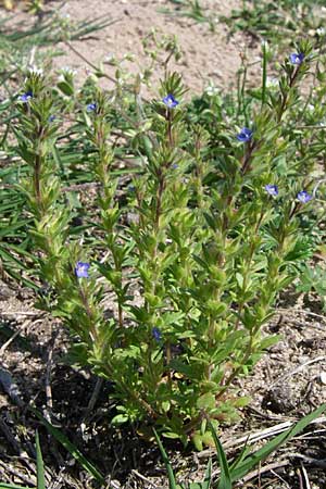 Veronica verna \ Frhlings-Ehrenpreis / Spring Speedwell, D Waghäusel-Wiesental 3.5.2008