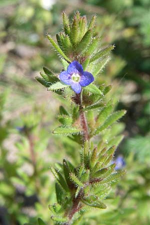 Veronica verna \ Frhlings-Ehrenpreis / Spring Speedwell, D Waghäusel-Wiesental 3.5.2008
