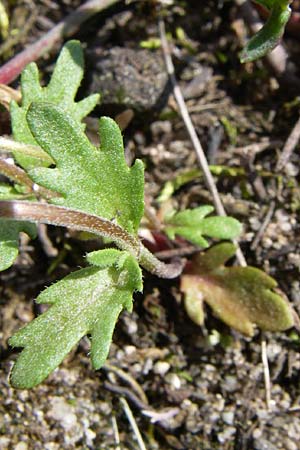 Veronica verna \ Frhlings-Ehrenpreis / Spring Speedwell, D Waghäusel-Wiesental 3.5.2008