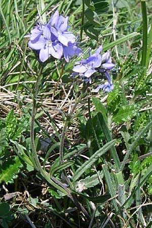 Veronica prostrata subsp. scheereri \ Scheerers Ehrenpreis / Scheerer's Speedwell, D Grünstadt-Asselheim 4.5.2008