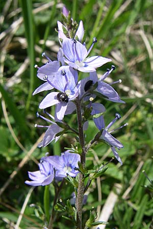 Veronica prostrata subsp. scheereri \ Scheerers Ehrenpreis / Scheerer's Speedwell, D Grünstadt-Asselheim 4.5.2008