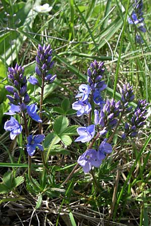 Veronica prostrata subsp. scheereri \ Scheerers Ehrenpreis / Scheerer's Speedwell, D Grünstadt-Asselheim 4.5.2008