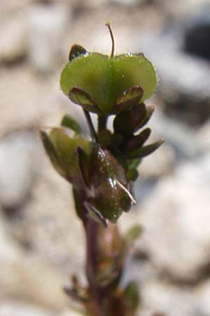 Veronica peregrina \ Fremder Ehrenpreis / American Speedwell, D Schwarzwald/Black-Forest, Todtnau 29.6.2008