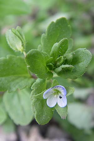 Veronica agrestis \ Acker-Ehrenpreis / Green Field Speedwell, D Schwarzwald/Black-Forest, Todtnau 29.6.2008