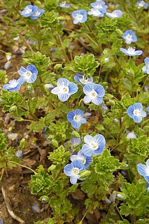 Veronica persica \ Persischer Ehrenpreis / Common Field Speedwell, D Leistadt 5.4.2009