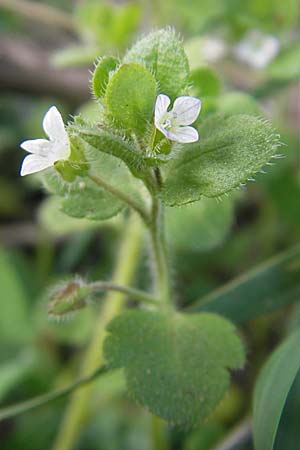 Veronica hederifolia subsp. lucorum \ Hain-Efeu-Ehrenpreis, Hecken-Ehrenpreis / Ivy-Leaved Speedwell, D Frankenthal 6.4.2009