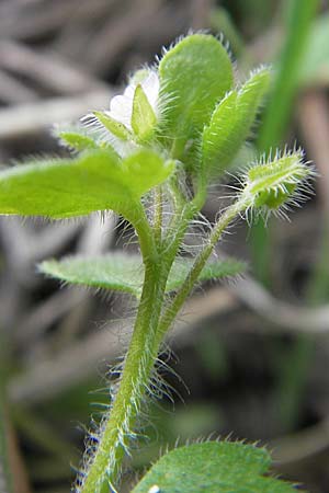 Veronica hederifolia subsp. lucorum \ Hain-Efeu-Ehrenpreis, Hecken-Ehrenpreis / Ivy-Leaved Speedwell, D Frankenthal 6.4.2009