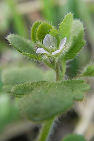 Veronica hederifolia subsp. lucorum \ Hain-Efeu-Ehrenpreis, Hecken-Ehrenpreis / Ivy-Leaved Speedwell, D Frankenthal 6.4.2009