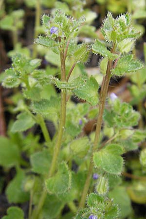 Veronica hederifolia subsp. triloba / Ivy-Leaved Speedwell, D Günzburg 18.4.2009