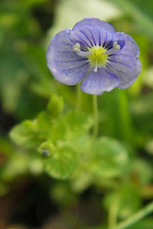 Veronica filiformis \ Faden-Ehrenpreis / Slender Speedwell, D Bad Nauheim 20.4.2009