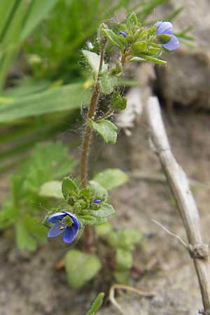 Veronica acinifolia \ Steinquendel-Ehrenpreis, Drsiger Ehrenpreis / French Speedwell, D Wörth-Büchelberg 23.4.2009