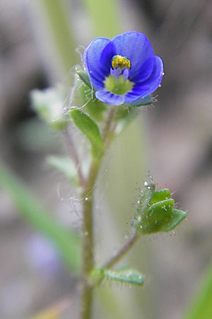 Veronica acinifolia \ Steinquendel-Ehrenpreis, Drsiger Ehrenpreis / French Speedwell, D Wörth-Büchelberg 23.4.2009