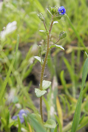 Veronica acinifolia \ Steinquendel-Ehrenpreis, Drsiger Ehrenpreis / French Speedwell, D Wörth-Büchelberg 23.4.2009