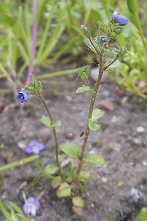 Veronica acinifolia \ Steinquendel-Ehrenpreis, Drsiger Ehrenpreis / French Speedwell, D Wörth-Büchelberg 23.4.2009